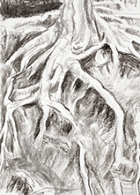 Roots drawings project